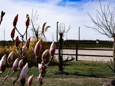 De Fergader Buorkerij Paardencoaching Friesland (56)